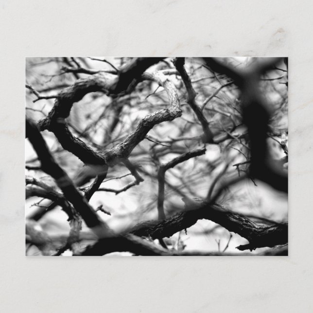 Hjärtat i Grenar Vykort (Framsida)