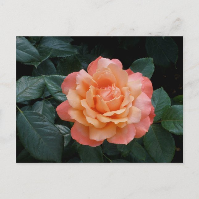 Hjärtat i Guld Vykort (Framsida)