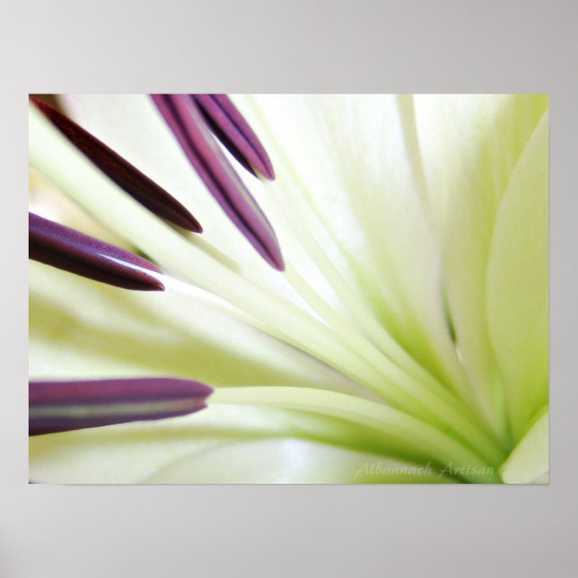 Hjärtat i Lily Fine Art Floral Photography Poster (Framsidan)