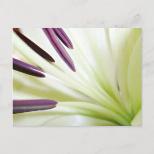 Hjärtat i Lily Fine Art Floral Photography Vykort
