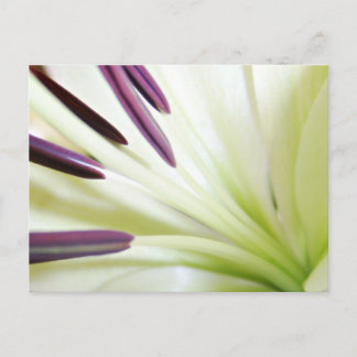 Hjärtat i Lily Fine Art Floral Photography Vykort