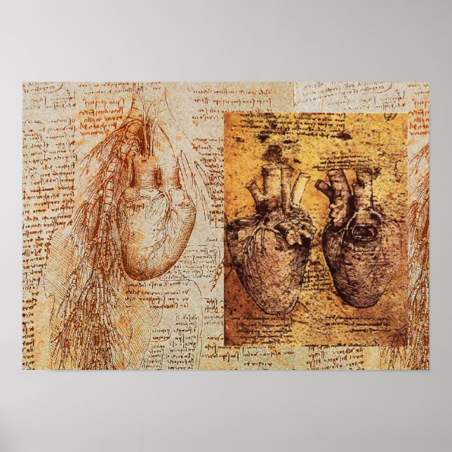 Hjärtat och dess blodkärl/ bronkialartärer poster (Framsidan)