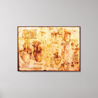 Hjärtat och dess blodkärl, Brown