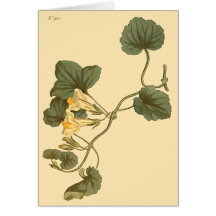 Hjärtbladig lejongap Botanisk illustration