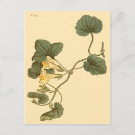 Hjärtbladig lejongap Botanisk illustration Vykort