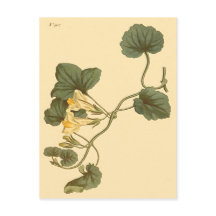 Hjärtbladig lejongap Botanisk illustration