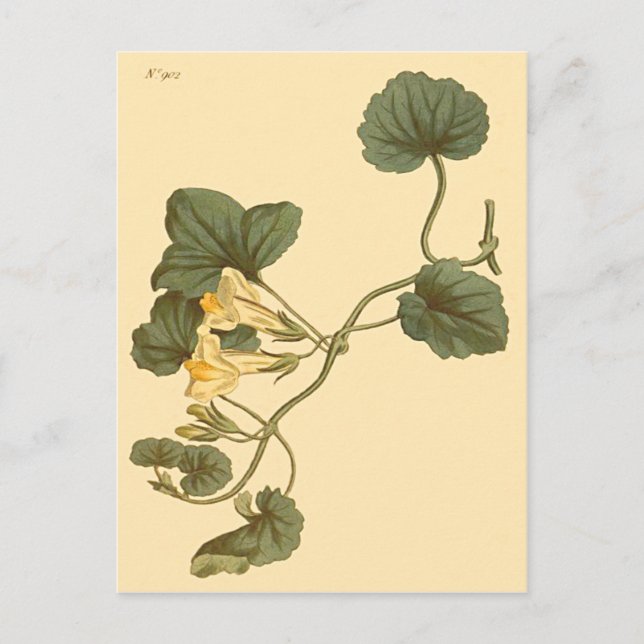 Hjärtbladig lejongap Botanisk illustration Vykort (Framsida)
