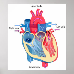 Hjärtdiagram i humant hjärta som visar blodsyrgasb poster