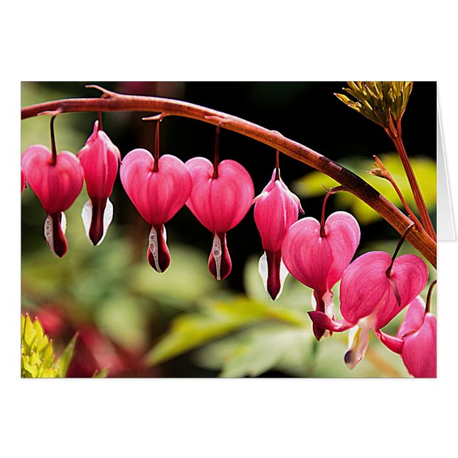 Hjärter som hänger där ute hälsningskort (Framsidan Horizontal)