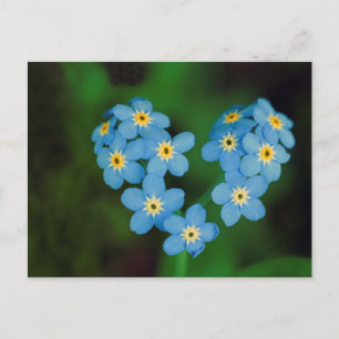 hjärtformade glöm-me-not-Flowers Vykort