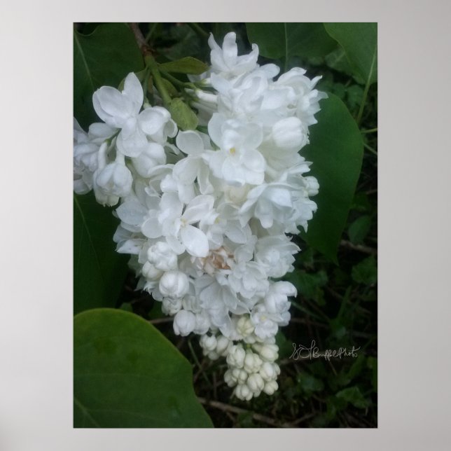 Hjärtformade Lilac Poster (Framsidan)