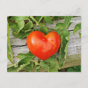 Hjärtformade Tomato Vykort