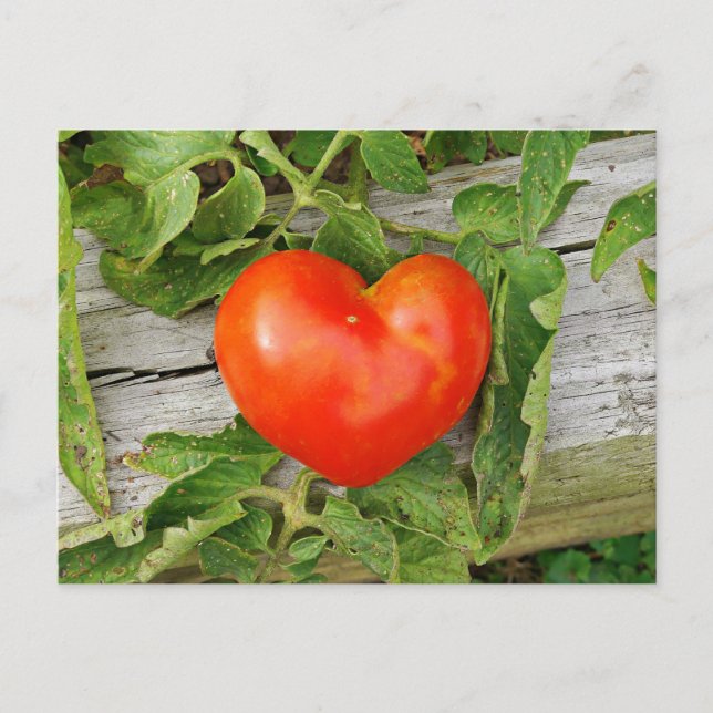 Hjärtformade Tomato Vykort (Framsida)