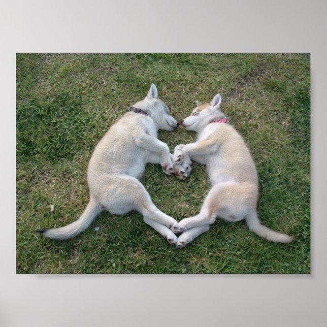 hjärthusky poster (Framsidan)