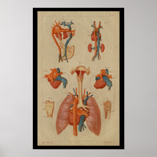 Hjärtlungor Vintage Human Anatomy Print Poster