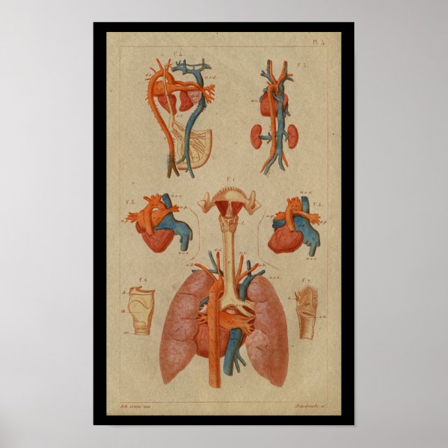 Hjärtlungor Vintage Human Anatomy Print Poster (Framsidan)
