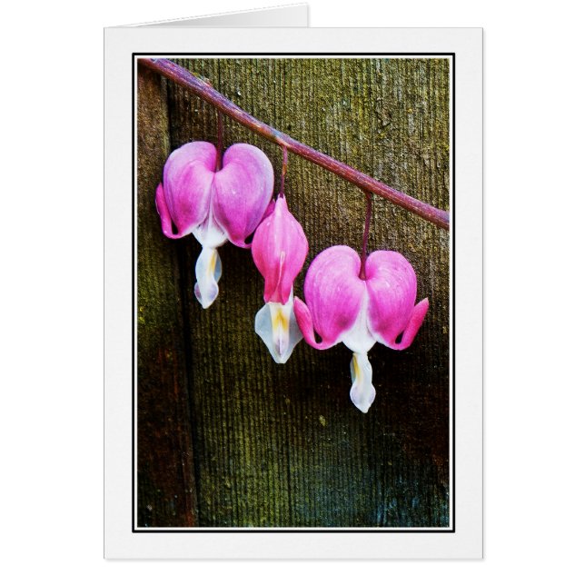 Hjärtor blöder hälsningskort (Framsidan)