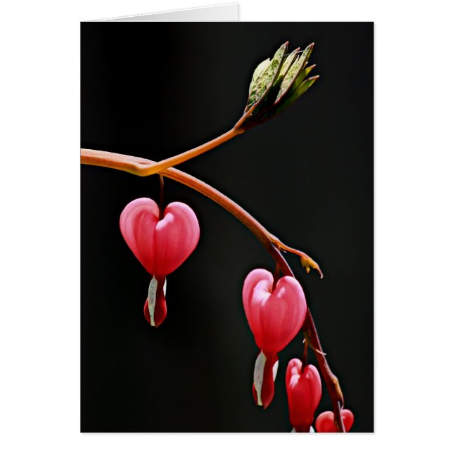 Hjärtor på en bukta hälsningskort (Framsidan)