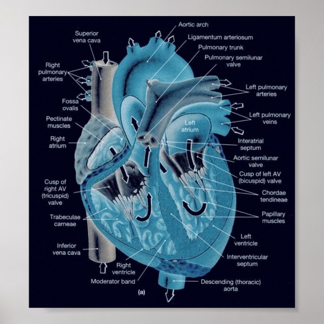 Hjärtsanatomi Poster (Framsidan)