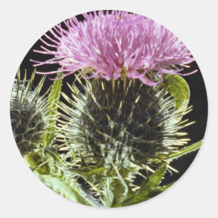 Hjärtthistel, cirsium vulgare runt klistermärke