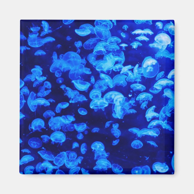 Hjellyfisk Magnet (Framsidan)