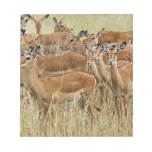 Hjord av kvinnliga impalor, Masai Mara, Kenya. Anteckningsblock