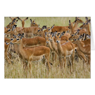 Hjord av kvinnliga impalor, Masai Mara, Kenya. Hälsningskort