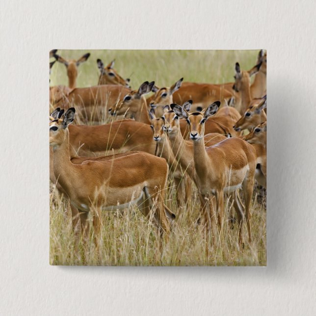 Hjord av kvinnliga impalor, Masai Mara, Kenya. Knapp (Framsida)