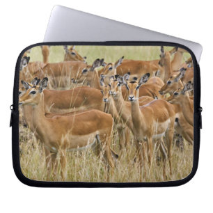 Hjord av kvinnliga impalor, Masai Mara, Kenya. Laptop Sleeve