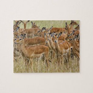 Hjord av kvinnliga impalor, Masai Mara, Kenya. Pussel