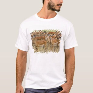 Hjord av kvinnliga impalor, Masai Mara, Kenya. Tee Shirt