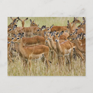 Hjord av kvinnliga impalor, Masai Mara, Kenya. Vykort