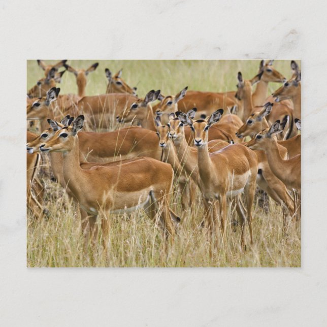 Hjord av kvinnliga impalor, Masai Mara, Kenya. Vykort (Framsida)
