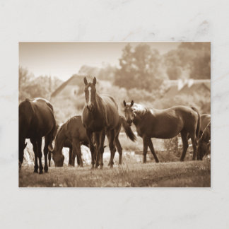 Hjord hästar - Sepia-tonat fotografi Vykort