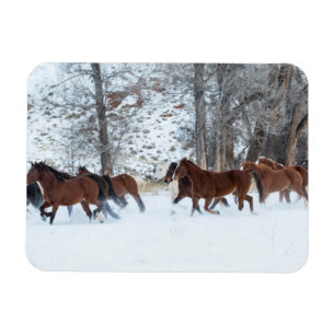 Hjord hästar som springer i snö magnet