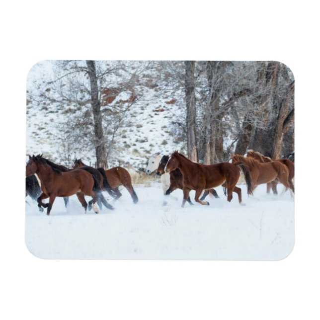 Hjord hästar som springer i snö magnet (Horisontell)