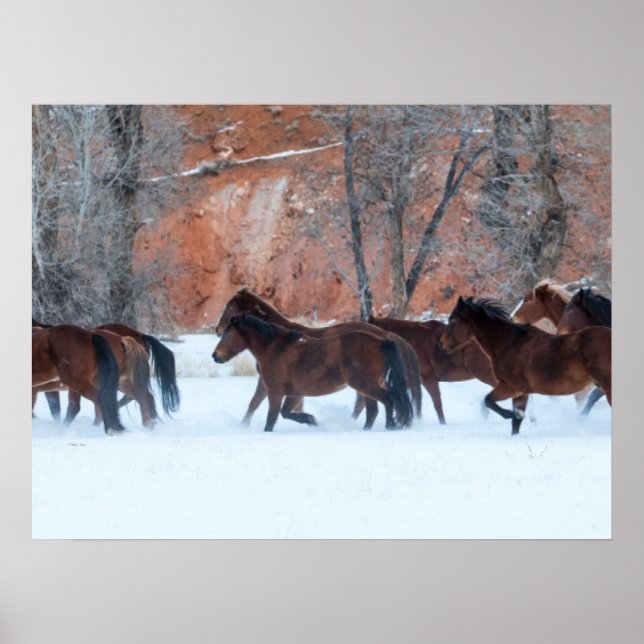 Hjord hästar som springer i snö poster (Framsidan)