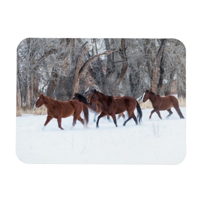 Hjord hästar som springer i vinter snö magnet (Horisontell)