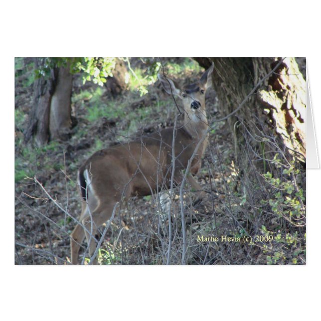 Hjort (1a) - Anpassade OBS Kort (Framsidan Horizontal)