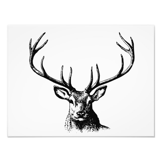 Hjort Animal Antlers Nature Wildlife Horns Head Po Fototryck (Framsidan)