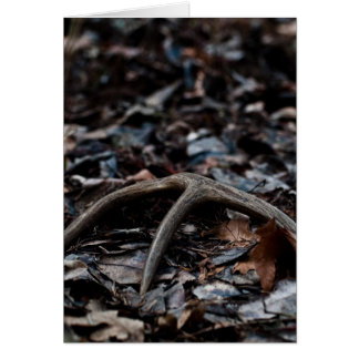 Hjort Antler 01 Hälsningskort