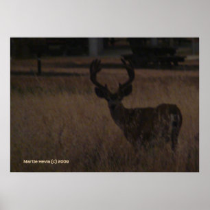 Hjort Antlers Poster