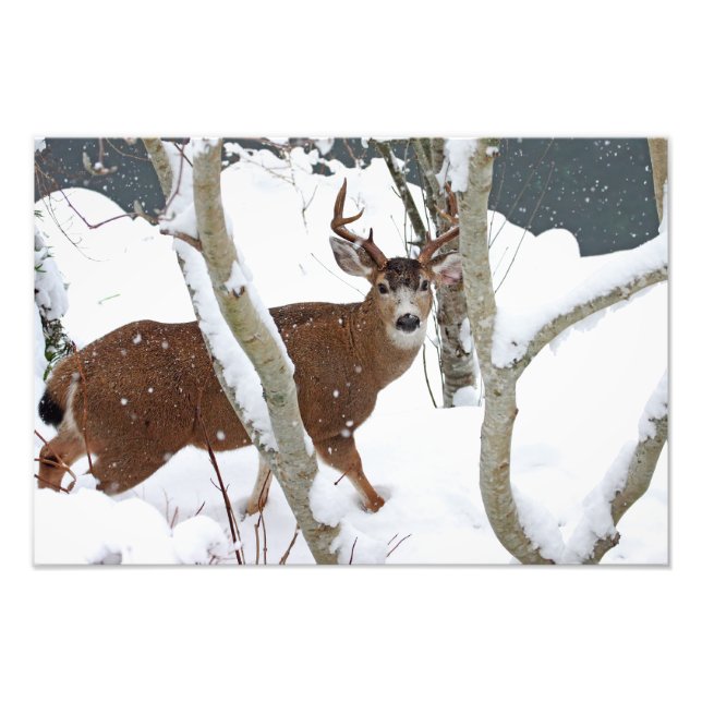 Hjort Buck i Snö i Winter Fototryck (Framsidan)