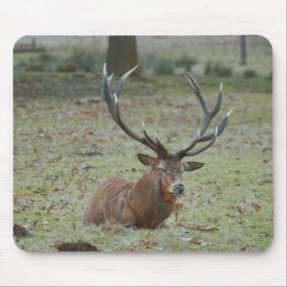 Hjort buck Mousepad Musmatta