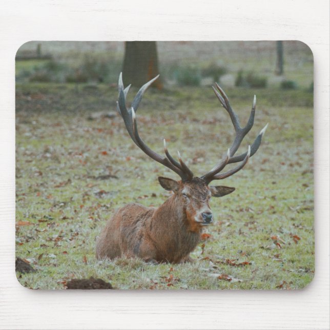 Hjort buck Mousepad Musmatta (Framsidan)