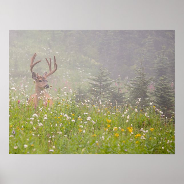 Hjort Buck | Rainiers nationalpark Poster (Framsidan)