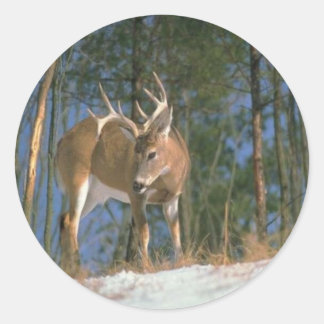 Hjort Buck Runt Klistermärke