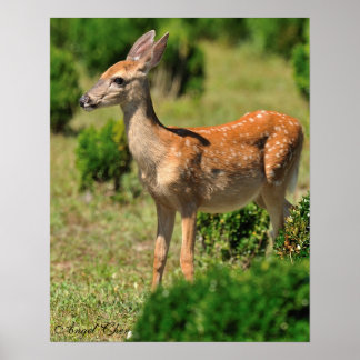 Hjort, Chase the Fawn in the Sunlight Poster