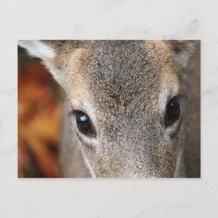 Hjort Fawn Closeup Porträtt Vykort