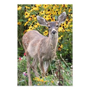 Hjort Fawn in Blomsterträdgård Fototryck
